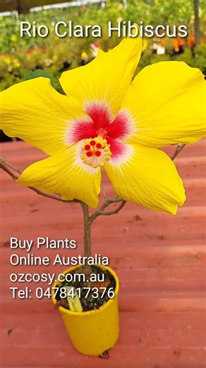 yellow hibiscus red center - Hibiscus Rio Clara sunshine yellow #gardening #hibiscus #flowerbloom