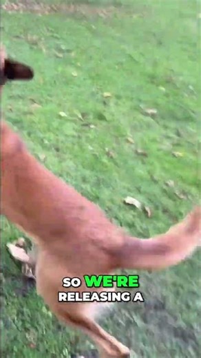 Dog's Energetic Morning Routine: Up, Spin, and Twirl! #shorts