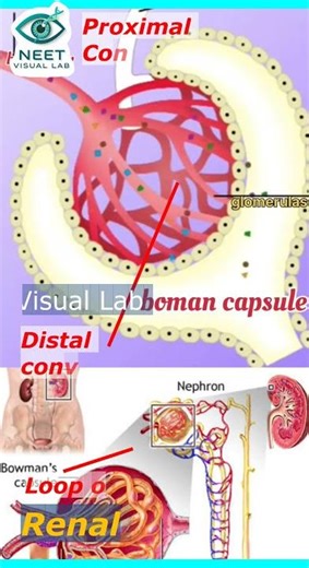 Nephron Structure in 55 Sec | Most Repeated NEET PYQ | Kidney Diagram Hindi