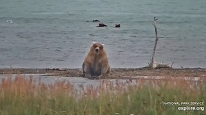 Out of the water Holly shows off her bear-i-licious Fat Bear bod. She's so pretty. Wherever she went on her walkabout the eating certainly was good. 𝐂𝐨𝐮𝐫𝐭𝐞𝐬𝐲 𝐨𝐟 𝐞𝐱𝐩𝐥𝐨𝐫𝐞.𝐨𝐫𝐠. Watch the bears live daily at https://explore.org/.../brown-bear-salmon-cam-brooks-falls information on Katmai National Park & Preserve visit: http://www.facebook.com/KatmaiNPP | Travel Guide Book