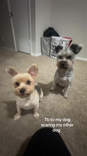 Yorkshire Terriers and Their Unique Relationships