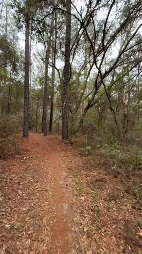 Ross Prairie Trailhead #floridatrail #liveoak