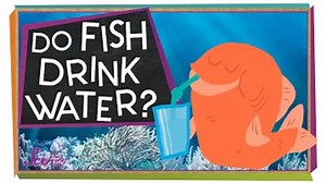 How Do Fish Drink Water?