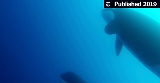Watch Video of Type D Killer Whales, Rarely Seen by Humans