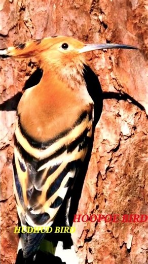Hoopoe bird | hudhud bird | hud hud bird #bird #nature