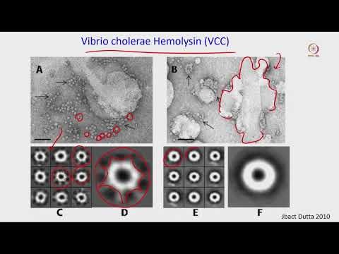 Applications of Negative Staining in Structural Biology #swayamprabha