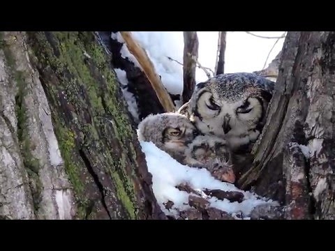 Mother Owl Feeding Her Babies