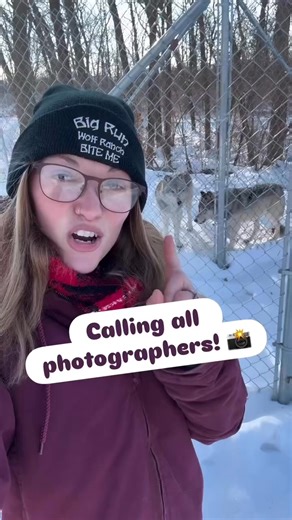 PHOTOGRAPHY SESSIONS COMING SOON! 🐺📸 Photographers of all experience levels are welcome to come to Big Run and get beautiful shots of the wolves playing in the big enclosure! This is prime time to get the best photos of the wolves. The colder it is, the more active they are. Not to mention they look their absolute best this time of year with their full, thick winter coats! With the sparkly snow and tree line, your photos are sure to look like your capturing wolves in the wild! More info on the