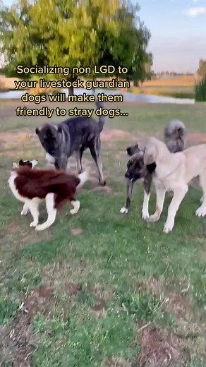 Loose dogs do more damage than coyotes or other predators. If your LgD can’t differentiate your dogs from strays the problem is your dog not your training tho 😂. Zero losses here #livestockguardiandog #anatolianshepherd #farm | Raventree Ranch