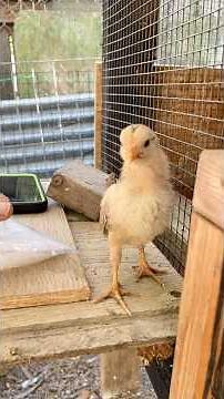 How to raise chicks🐥? #chickens #raising #hen #chicken #roosters #shorts #chicks #rooster