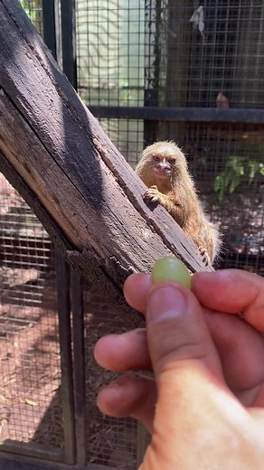 Adorable Pygmy Marmoset Video at Wildlife HQ Zoo