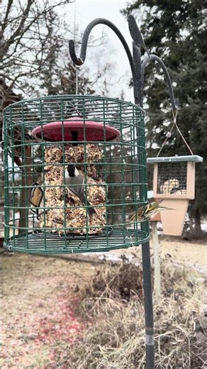 Three Species. One Feeder. Three Completely Different Strategies.