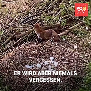 Fuchs gegen Schwan. Wenn sich ein hungriger Fuchs einem Nest nähert, kann er sich nicht vorstellen, dass die Schwanenmutter auftaucht, um ihre Eier zu verteidigen. Die Tiere befinden sich in einem angespannten Moment in der Wildnis. Der Fuchs hielt sich für schlauer, aber er rechnete nicht damit, dass die Mutter in einem bestimmten Viertel lebte, mit bestimmten Nachbarn, die sich melden würden, um sie zu verteidigen. | Positiv