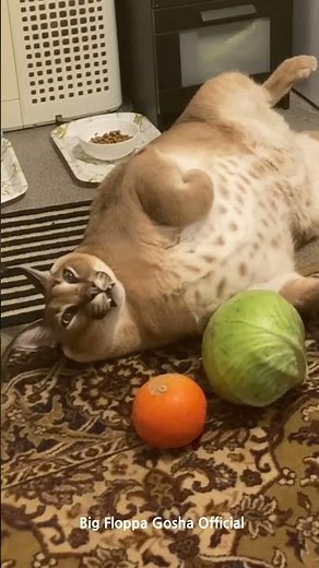 Gosha's Sneeze : Big Floppa #caracal