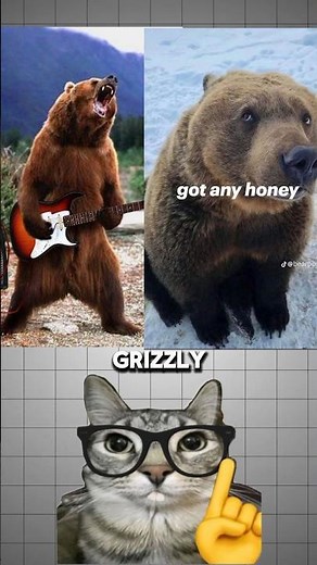 This is a Kodiak. This is a Grizzly. What's the difference? 🐻