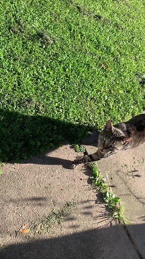 Exploring the Outdoors with a Striped Tabby Cat