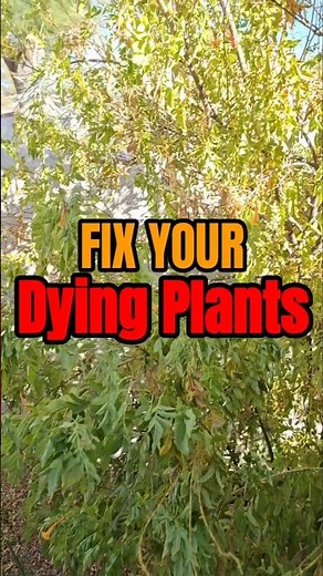 Fix Your Dying Plants (Most People Make This Mistake)