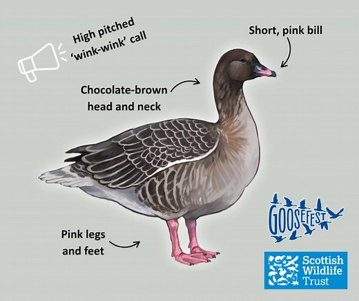 KNOW YOUR PINKIES! Swot up on your pink-footed geese knowledge ahead of GooseFest with our handy ID guide below. 📷 D McNab 🔈 Peter Stronach, XC611208. Accessible at www.xeno-canto.org/611208 | Scottish Wildlife Trust