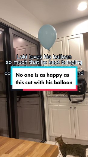 Loki the Happy Cat with Balloon