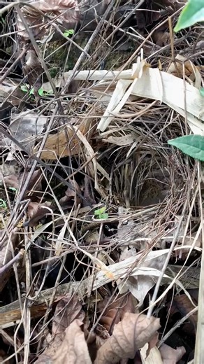 Review Birds News. EP.603 | Review Birds News