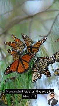 10 Amazing Facts About Butterflies You Didn’t Know || Butterflies || #wingedinsect || #butterfly