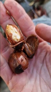 Time to eat some delicious cobnuts!