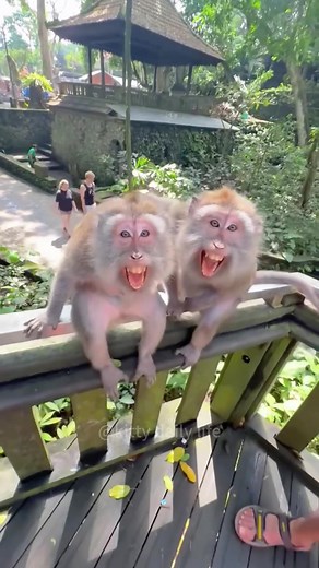 Hilarious Monkey Moments That Will Make You Laugh