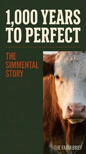 How Simmental Cattle Were Perfected Over 1,000 Years