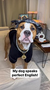 1.2M views · 31K reactions | Luna is not a gangsta 凉Luna is just cool! | Luna The Pittie | Facebook