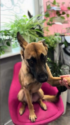 Belgian Malinois Rey Grooming