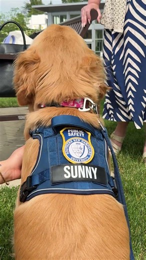 Happy #TakeYourDogToWorkDay from Sunny and SNHU ☀️#shorts