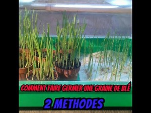How to germinate a wheat seed