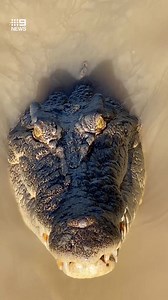 73K views · 634 reactions | An Aussie tour guide has had an unnerving standoff with a 3.8-metre saltwater crocodile readying itself to attack. FULL STORY: https://nine.social/cSt #9News | WATCH LIVE 6pm | 9 News Melbourne | Facebook