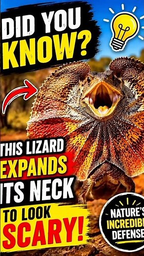 🦎 This Lizard Expands Its Neck to Look Scary!