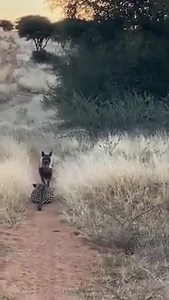 3.9M views · 647 shares | Incredible sighting of a Brown Hyena and a Leopard at Okonjima Nature Reserve. Credit to Adriaan Venter | Guides & Rangers | Facebook