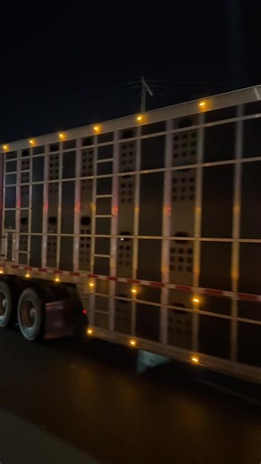 Exploring Large Peterbilt Trucks for Cattle Transport