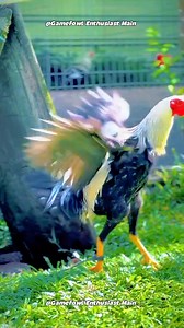 2.1K views · 58 reactions | Secrets to Raising Happy and Healthy Chickens: A Beginner's Guide #gamefowleducation #poultrycaretips #responsiblebreeding | Gamefowl Enthusiast | Facebook