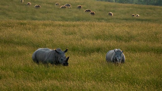 The Wilds celebrates birth of endangered zebra, rhino calf as part of conservation efforts