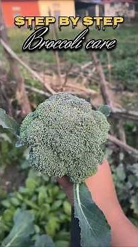 Broccoli 🥦 Growing Problems & Desi Solutions in 1 Minute!🌱
