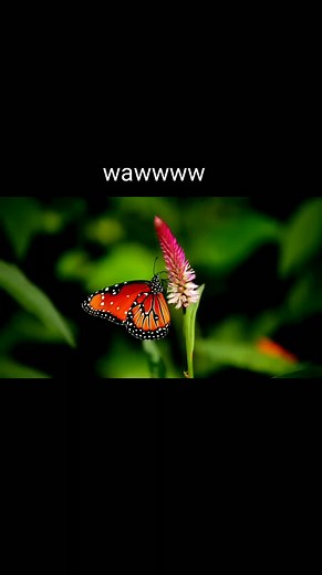 Butterfly Love: A Sentimental Visual Journey