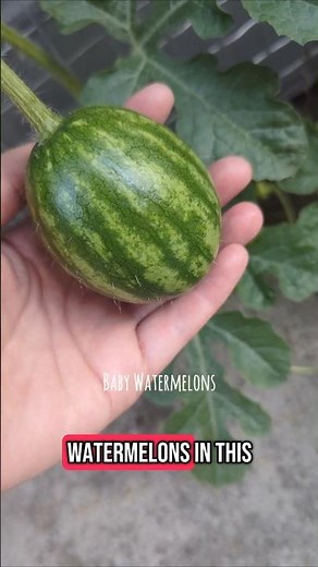 Growing Mini Watermelons