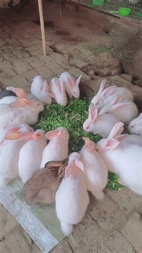 Rabits are eating food together @