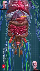 736K views · 6.5K reactions | Testicular Dynamics in Male Anatomy ✨ . . . . #testicles #scrotum #anatomy #body #pregnancy #medicina #anatomy #doctor #america #brain #shorts #viral #SmartDoctor1 #Smart_Doctor #smartdoctor #anatomi #surgery #解剖学 #анатомия #anatomia #anatomía #anatomie #reproductiveorgans #maleanatomy #testicularhealth #genitalia | Smart Doctor Ultra | Facebook