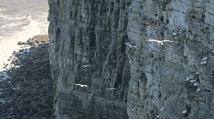 Bempton Cliffs-Granatkolonie an der Küste von: Stockvideos & Filmmaterial (100 % lizenzfrei) 3449691885 | Shutterstock