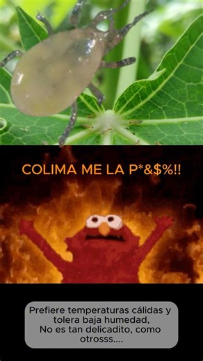 Neoseiulus#agriculture #plantas #papaya #frutas #insects #agriculturaregenerativa #ciencia #agro