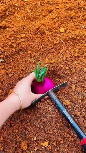 Unlock Garlic Planting Efficiency: High-Tech Earth-Diggers & Sowing Secrets