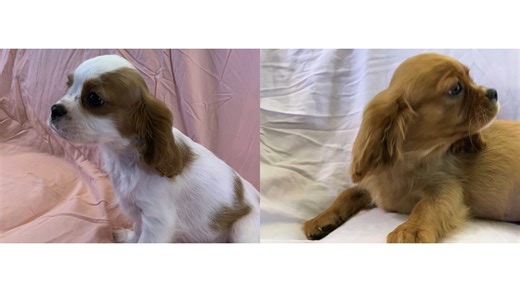 💖 Cavalier King Charles Spaniel Puppy – Sacramento, California 💖 Meet Puppy 1 — a sweet, loving, and playful Cavalier King Charles Spaniel, perfect for families and anyone looking for a loyal companion! 🐶💛 ✔️ Affectionate, gentle, and family-friendly ✔️ Raised with care and socialized with children and other pets ✔️ Healthy, happy, and ready for a forever home 🏡🐾 📍 Location: Sacramento, Sacramento County, California 📌 Listing ID: 652585 🔗 https://www.petzlover.com/us/cavalier-king-charl