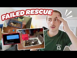 I TRIED TO RESCUE 8 GUINEA PIGS, BUT I WAS EXPOSED 😱