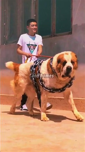 The Strangest Thing About Alabai Owners Notice #dogs #alabai #behavior