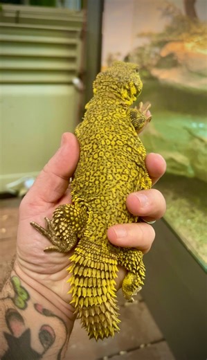 12K views · 965 reactions | Insane YELLOW Reptile 﫨 | Garden State Tortoise | Facebook